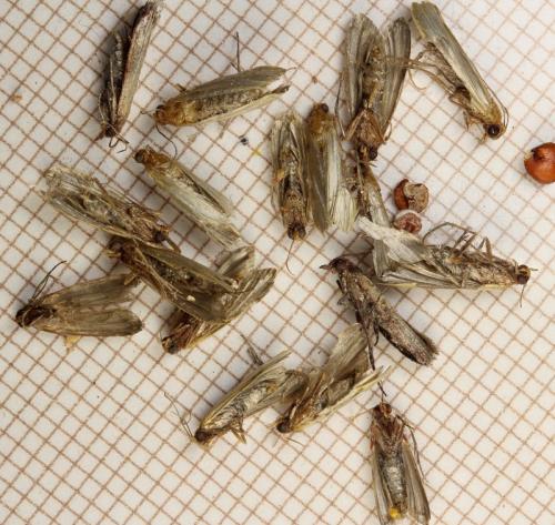 Plodia interpunctella